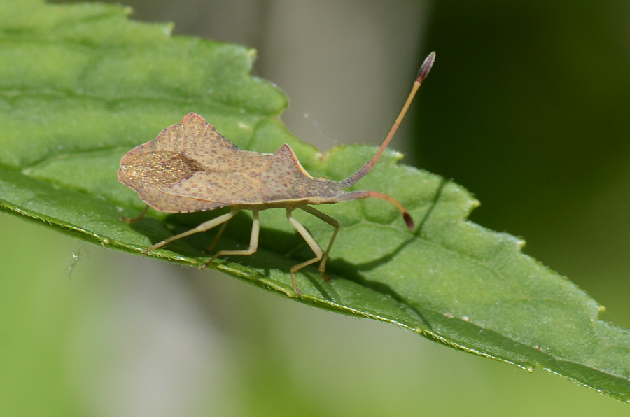 Syromastus rhombeus? S